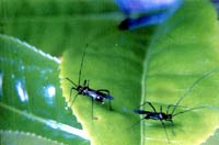 tea mosquito bug